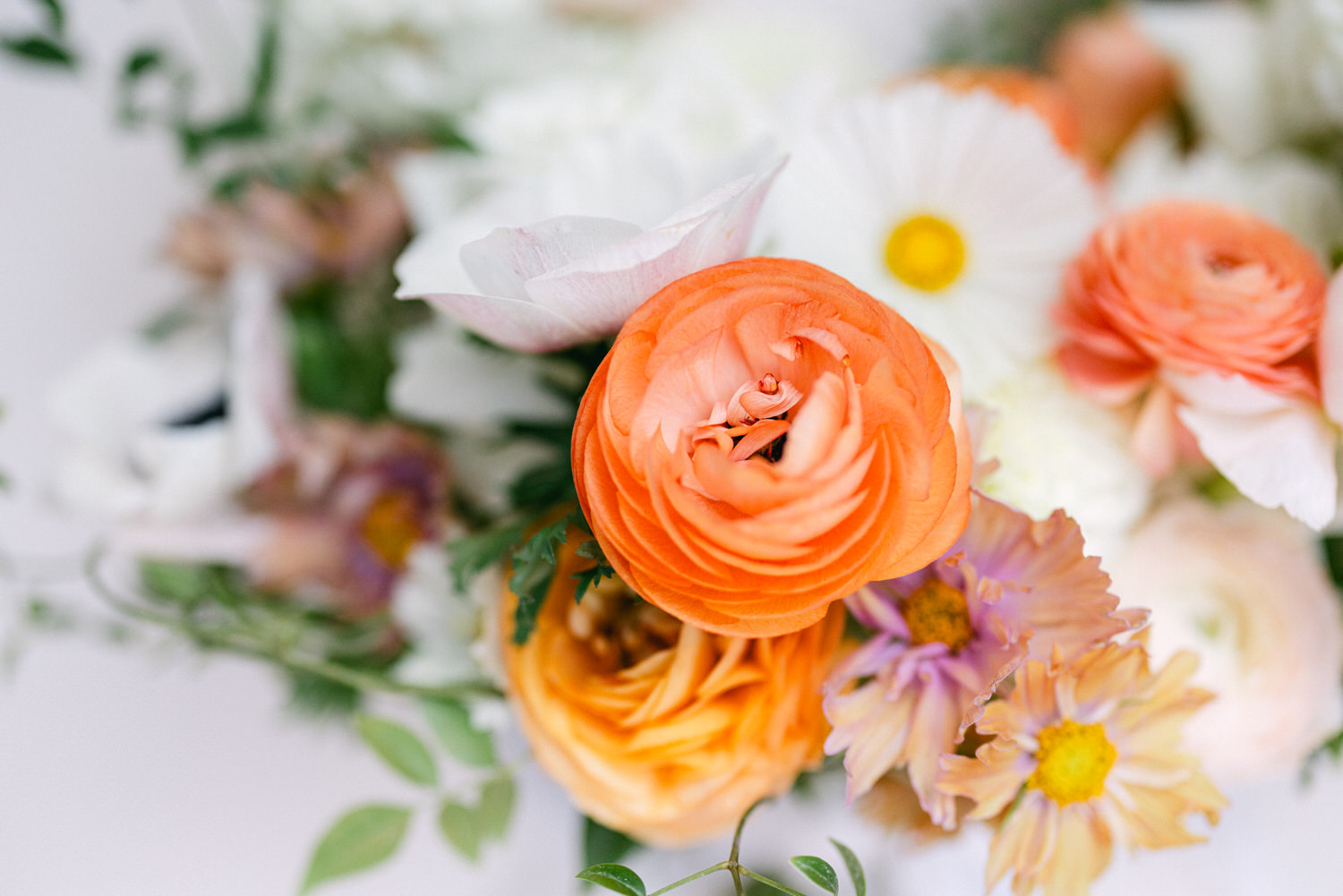 Close-up of orange and white flowers, including ranunculus, amongst green foliage on a white background