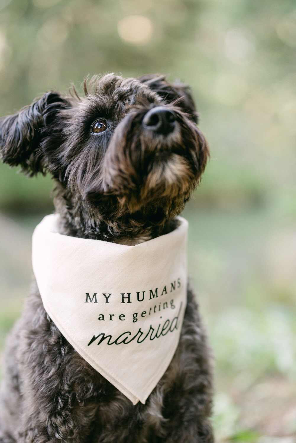 A charming dog wearing a bandana that reads "MY HUMANS are getting married" with a hopeful expression.