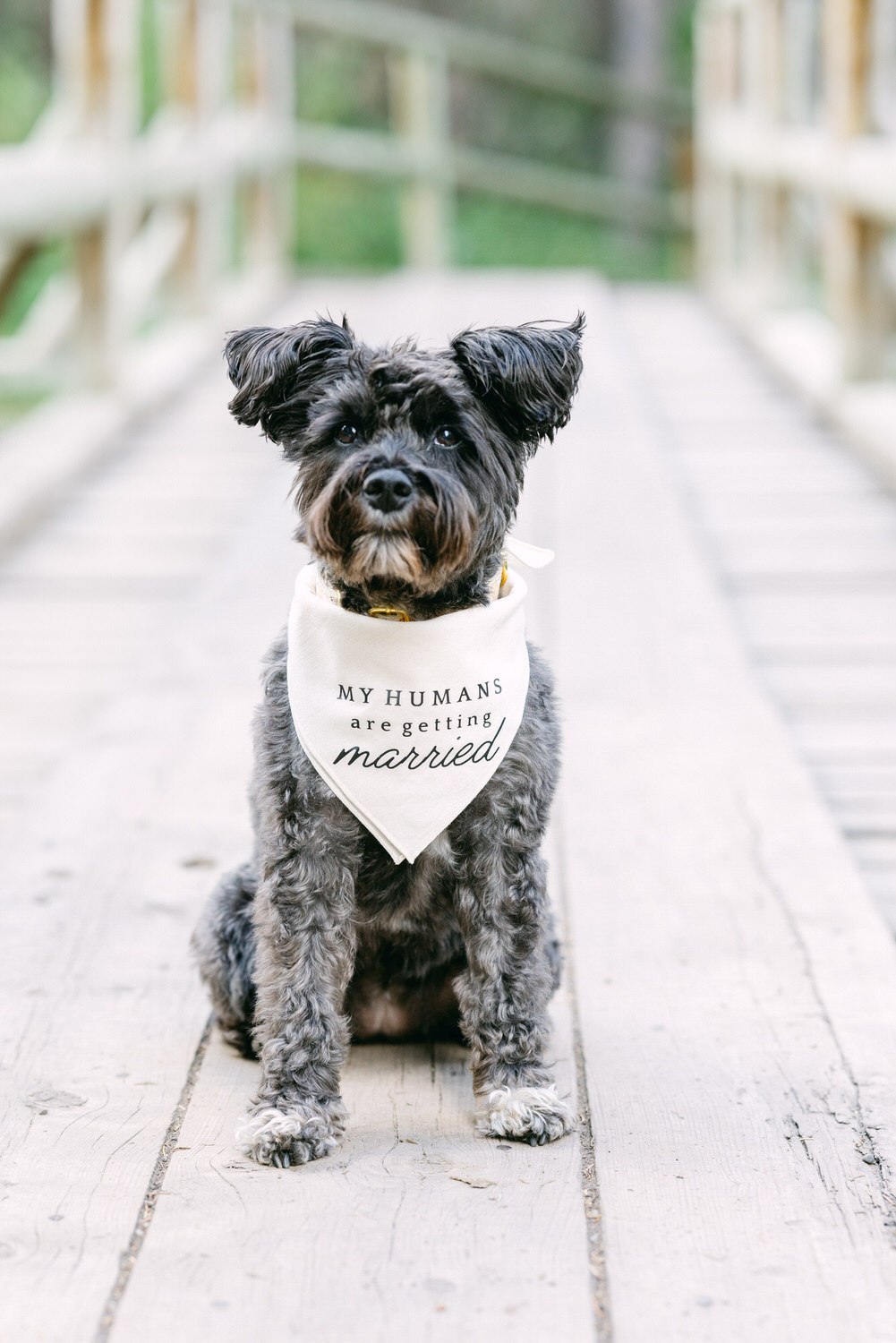 A small gray dog sitting on a wooden bridge wearing a bandana that reads "MY HUMANS are getting married"