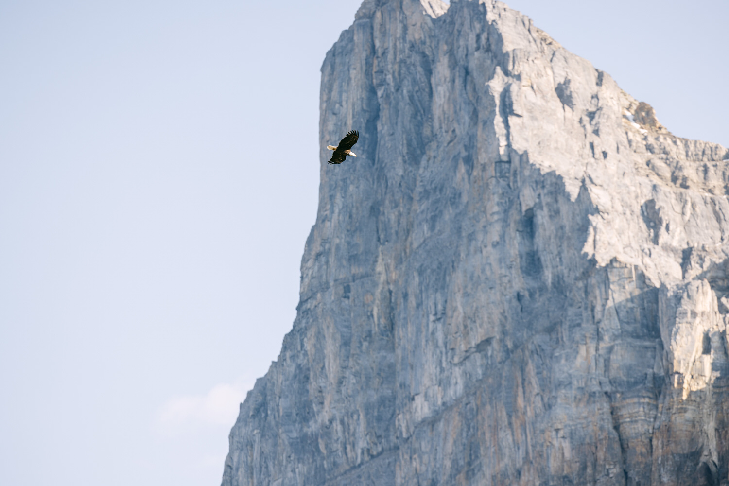 A majestic eagle flying gracefully near a towering mountain cliff under a clear sky.