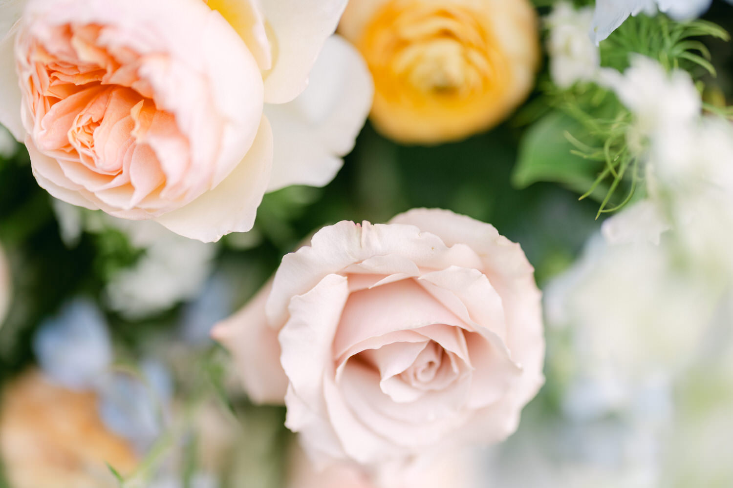 Close-up of soft pastel-colored roses surrounded by lush greenery and complementary blooms.