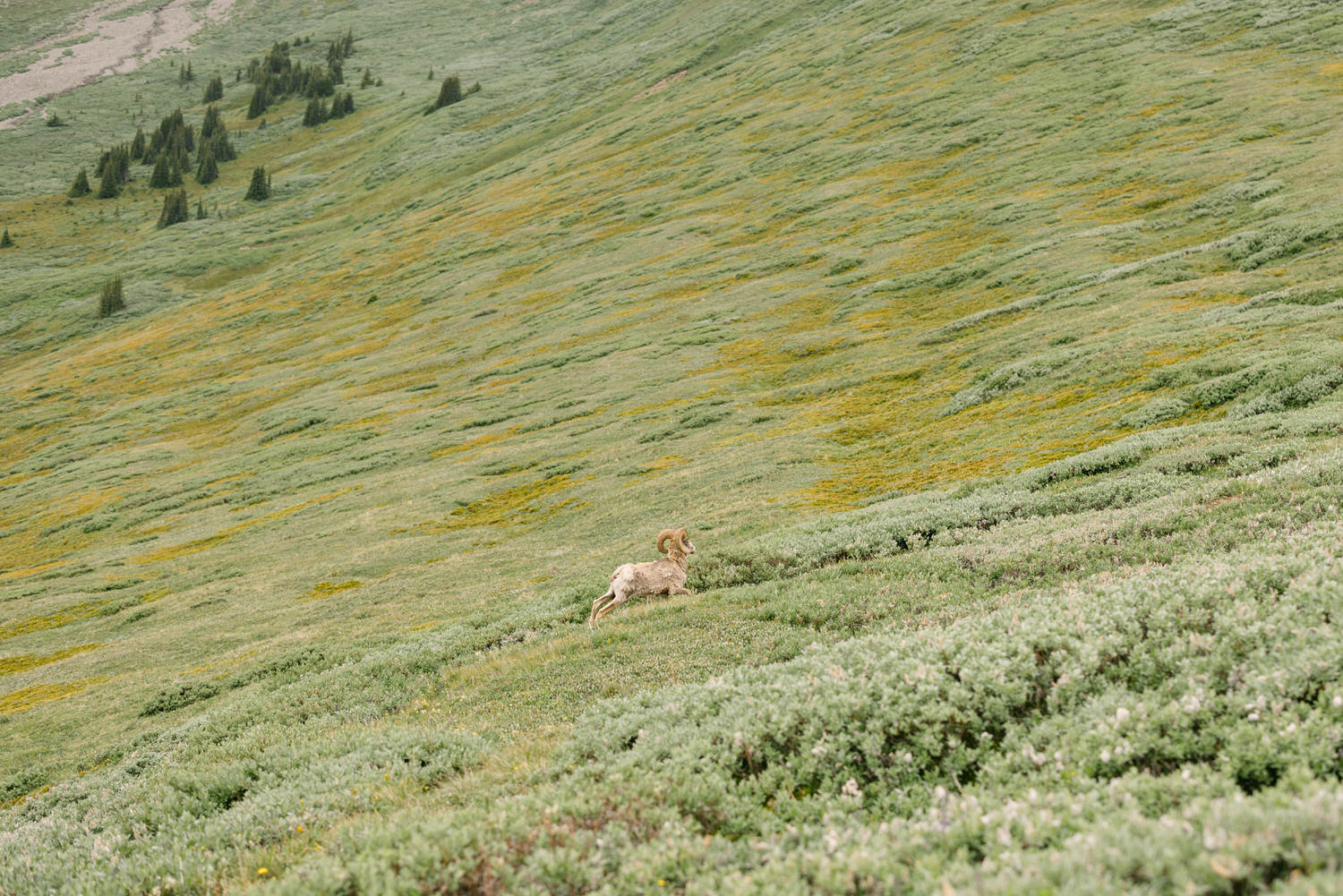 A mountain goat gracefully navigates a lush, green hillside covered in wildflowers and shrubs.