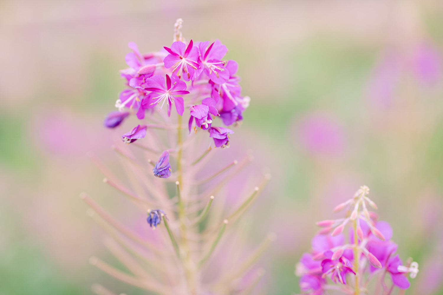 A close-up of pink wildflowers with a soft, blurred background, showcasing their delicate petals and slender stems.